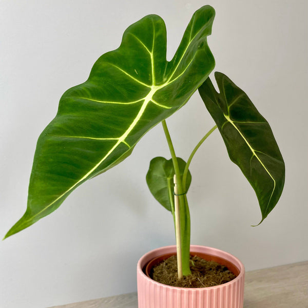 Alocasia Frydek - Ø12cm - H35cm