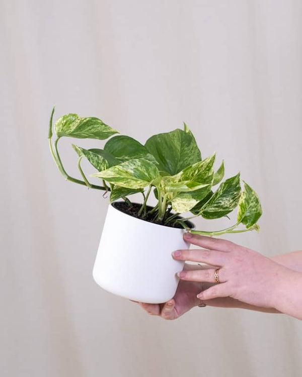 Epipremnum Marble Queen - Ø15 - ↨25cm