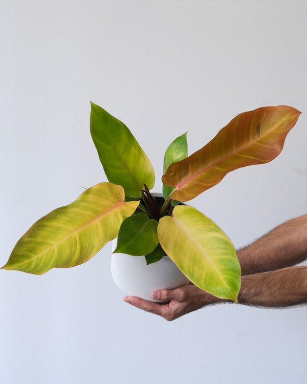 Philodendron Prince of Orange - Ø17cm - H45cm