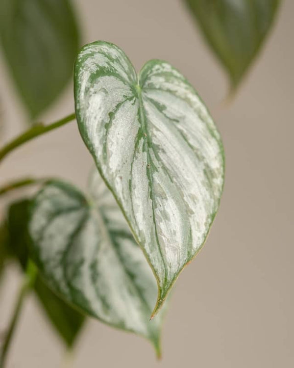 Philodendron Brandtianum - Ø12cm - H35cm