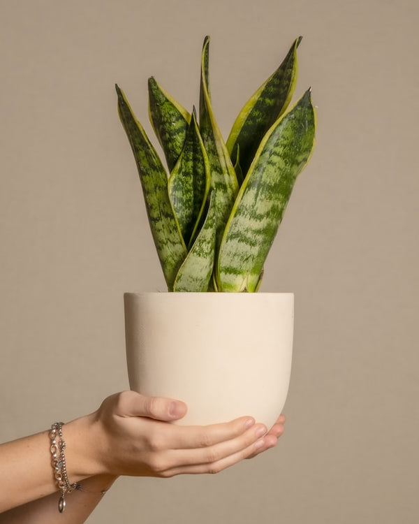 Sansevieria Trifasciata Laurentii - Ø14cm -H50cm