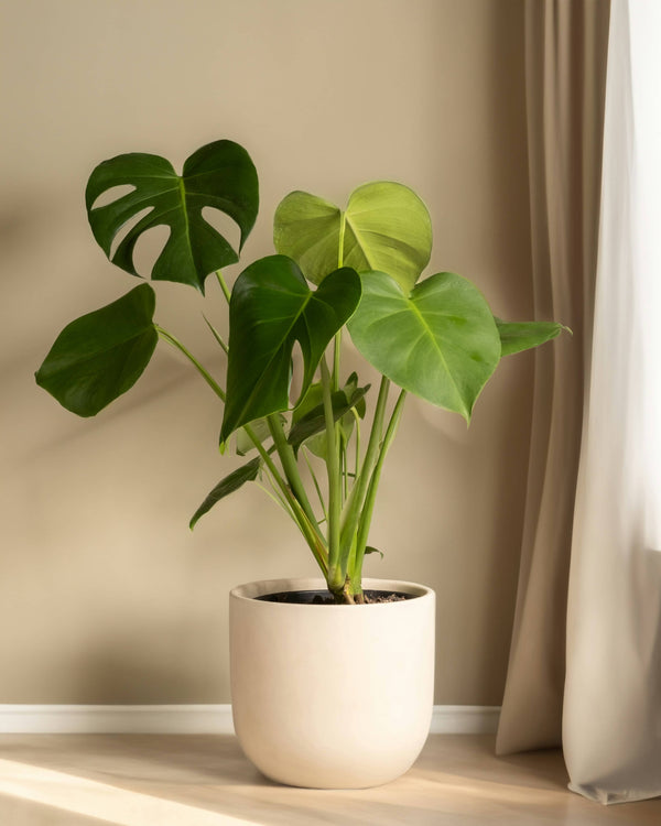 Monstera Deliciosa - Ø14cm - H55cm