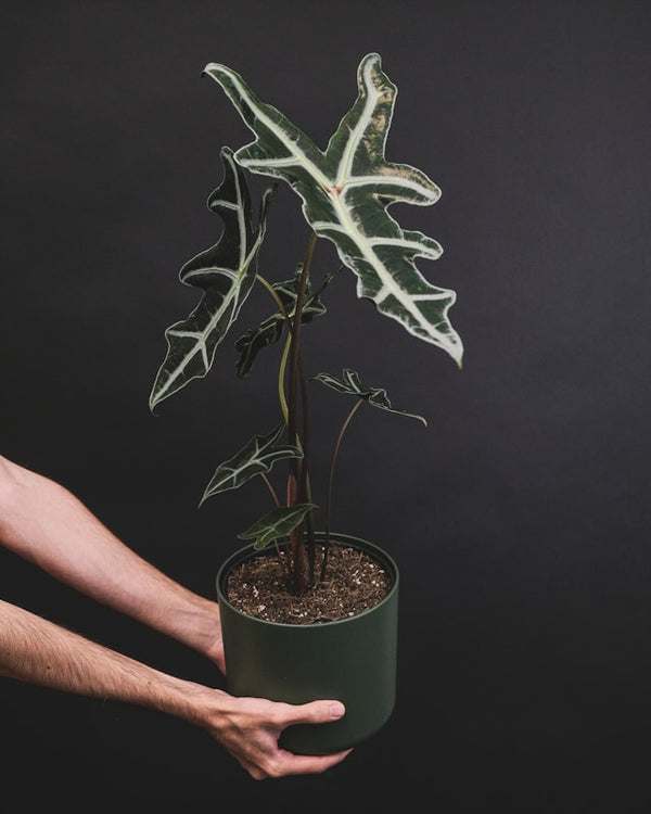 Alocasia Amazonica Polly - Ø12cm - H30cm