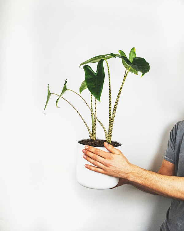 Alocasia Zebrina - Ø21cm - H80cm