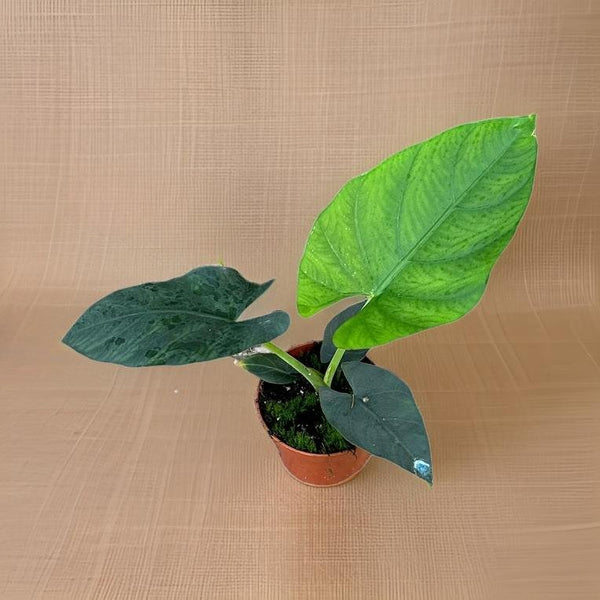 Alocasia Scabriuscula - Ø10,5cm - ↕15cm Everspring