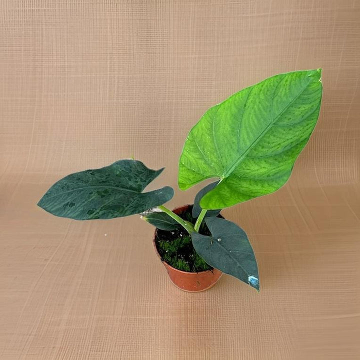 Alocasia Scabriuscula - Ø10,5cm - ↕15cm Everspring