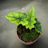 Alocasia Jacklyn - Ø10,5cm - ↕15cm Everspring