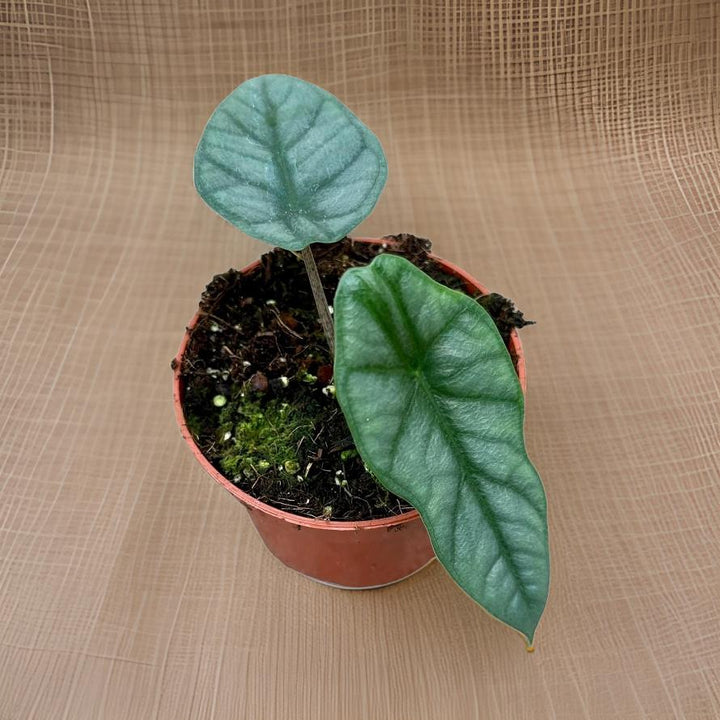 Alocasia Heterophylla Corazon - Ø10,5cm - ↕15cm Everspring