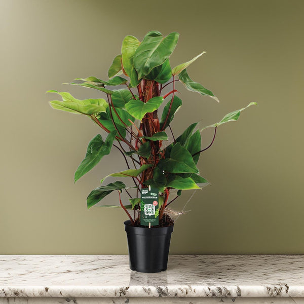 Philodendron Red Emerald - Ø19 ↕80 Everspring