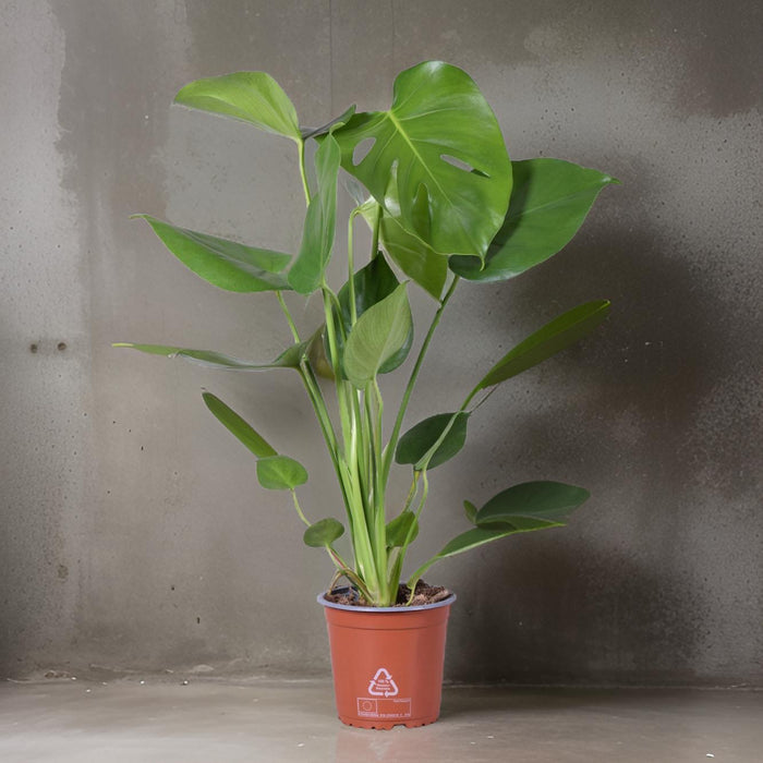 Monstera Deliciosa - Plante d'intérieur