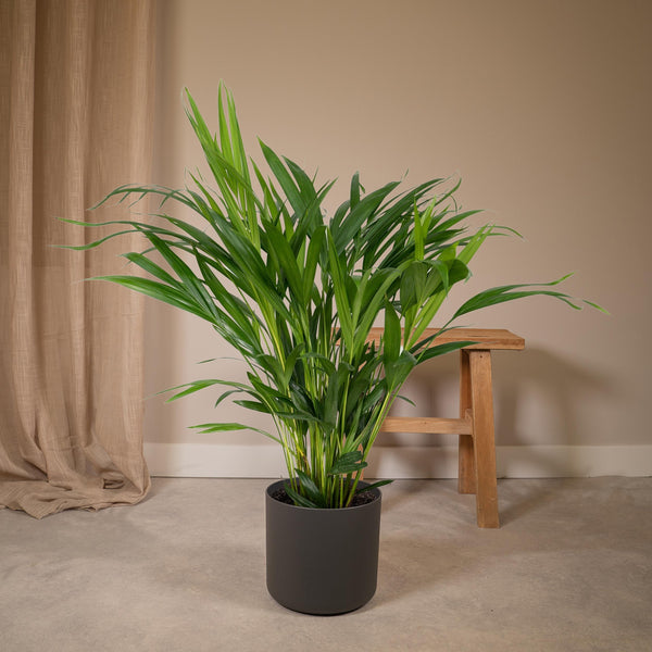 Dypsis Lutescens - Ø17 - H60cm