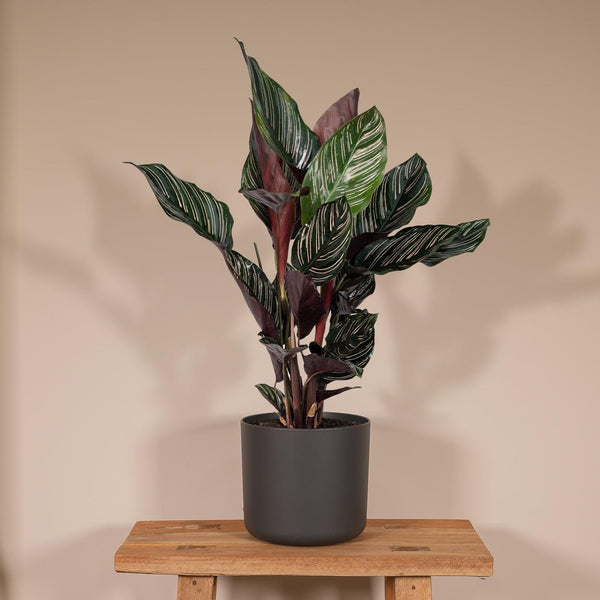 Calathea Ornata - Ø14 - H50cm