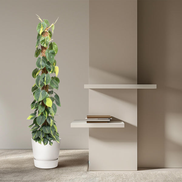 Philodendron Scandens Brasil mosstok - ø27 - H150cm