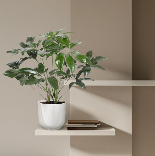 Philodendron Green Wonder - ø27 - H120cm