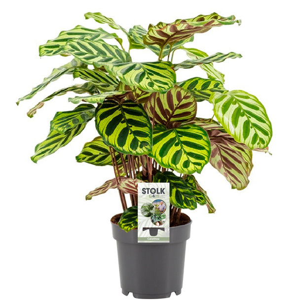 Calathea Makoyana - Ø14cm - ↕45cm