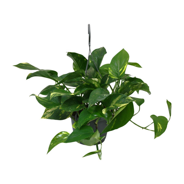 Scindapsus Epipremnum - Ø15cm - ↕45cm Everspring