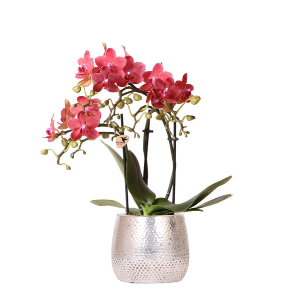 Orchidée Phalaenopsis rouge – Congo  Ø9cm – 40cm dans son pot en céramique