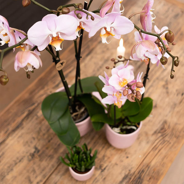 Orchidée Phalaenopsis rose - Mineral Kikion - Ø12cm - H35-40cm