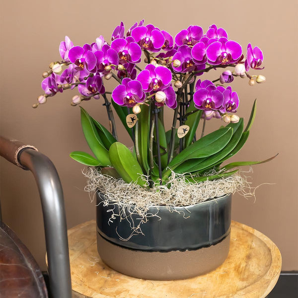 Orchidée phalaenopsis pourpre - Morelia Ø9cm - H30-35cm