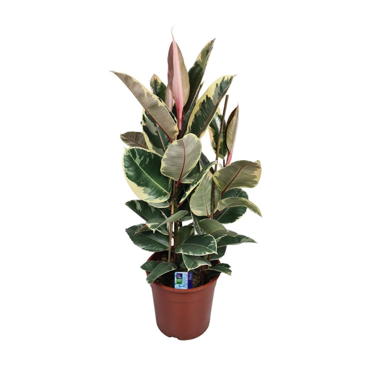 Ficus Elastica Tineke - Ø27cm - ↕85cm Everspring