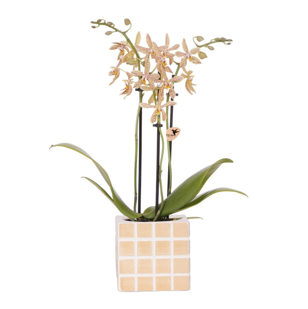 Orchidée araignée orange dans son pot en céramique Ø9cm