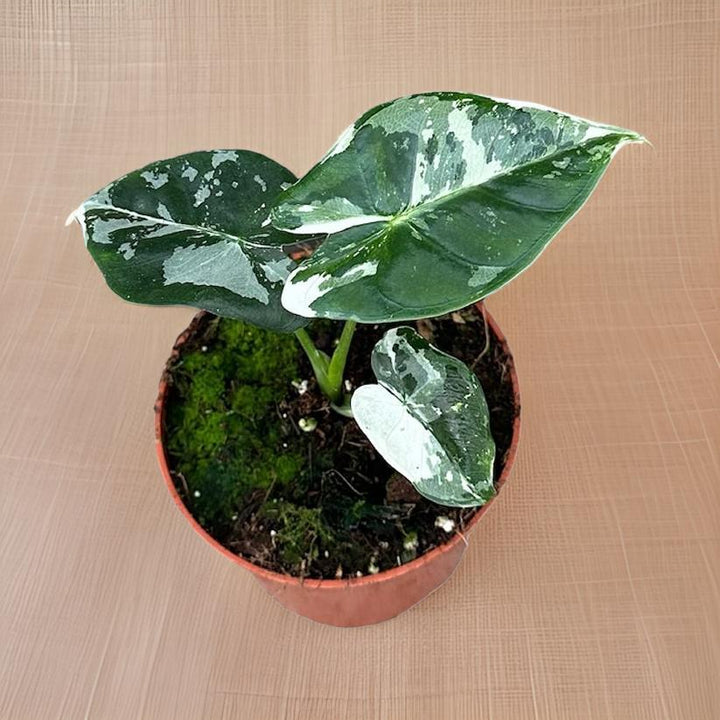 Alocasia Micholitziana Frydek - Ø10,5cm - ↕15cm Everspring