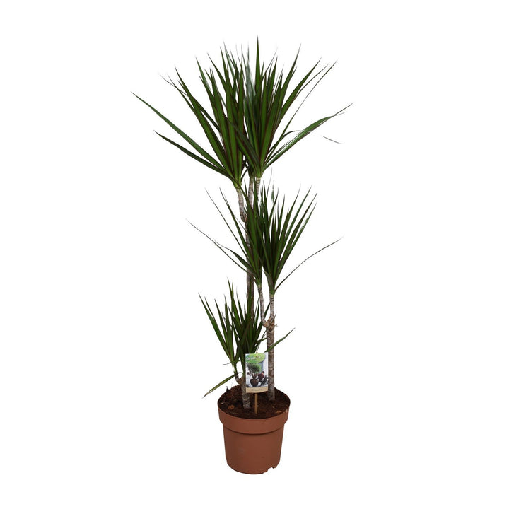 Dracaena Marginata - Ø21 ↕120 Everspring