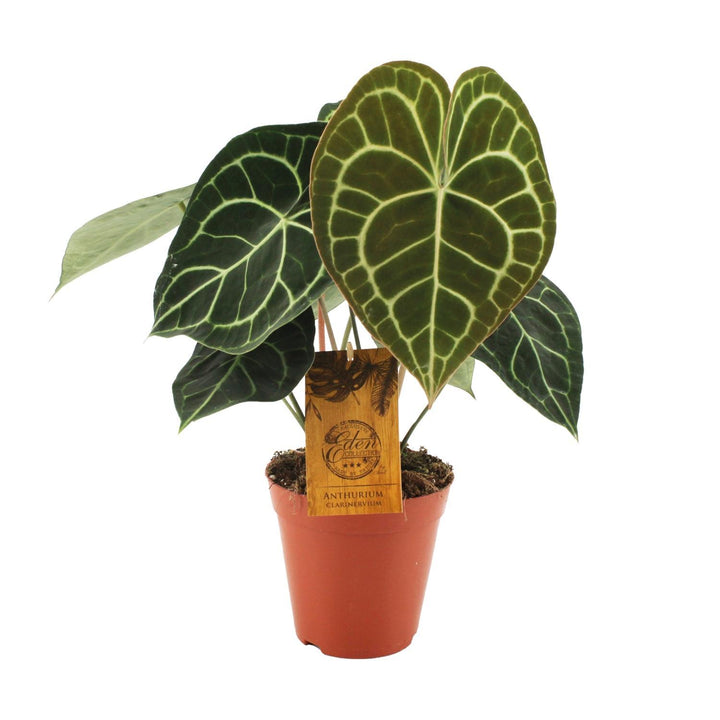 Anthurium Clarinervium - Ø15cm - ↕25cm Everspring