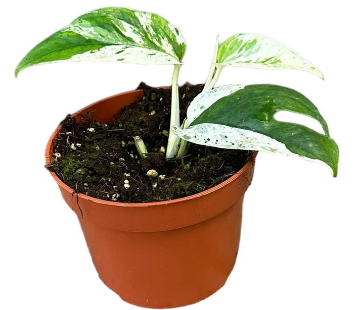 Epipremnum Pinnatum Marble Variegata - Ø10,5cm - ↕15cm Everspring