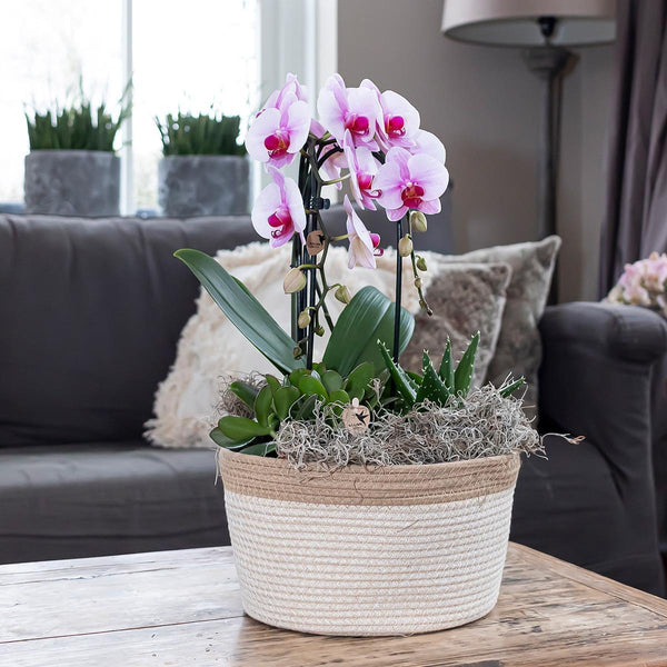 Orchidée Phalaenopsis rose - Niagara Fall Ø12cm - H55-60cm