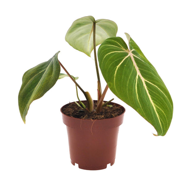 Philodendron Selloum Atom - Ø12cm - H25cm