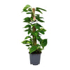 Scindapsus Epipremnum - Ø19cm - ↕80cm Everspring