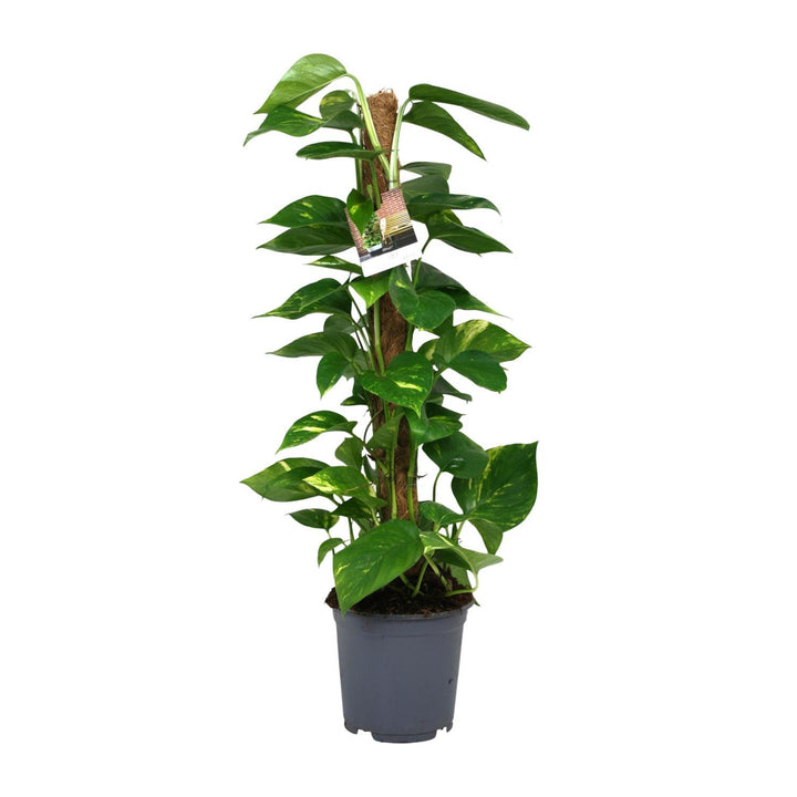 Scindapsus Epipremnum - Ø19cm - ↕80cm Everspring