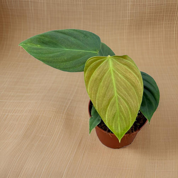 Philodendron Nangaritense - Ø10,5cm - ↕15cm Everspring