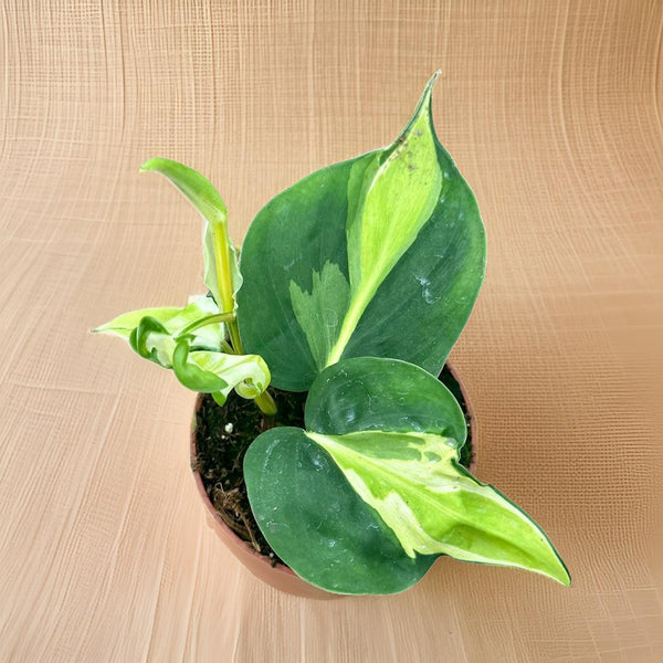 Philodendron Cream Splash - Ø10,5cm - ↕15cm Everspring