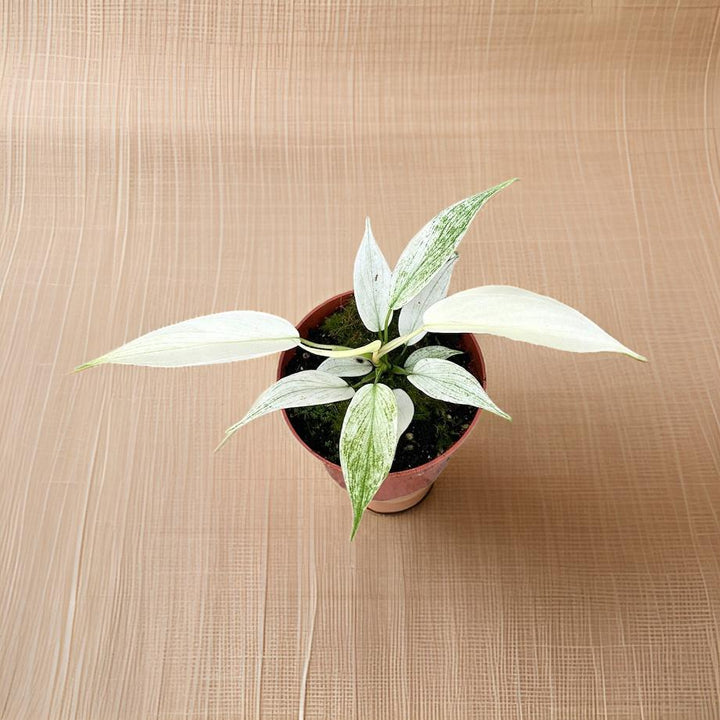 Philodendron Florida Ghost - Ø10,5cm - ↕15cm Everspring