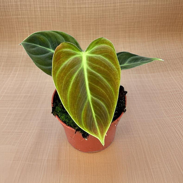 Philodendron El Choco Red - Ø10,5cm - ↕15cm Everspring