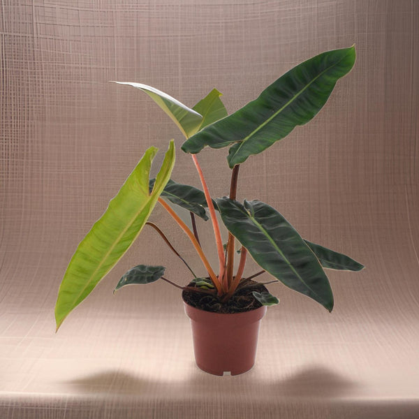 Philodendron Billietiae - Ø12cm - ↕25cm Everspring