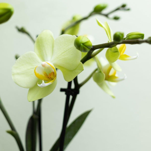 Orchidée Phalaenopsis jaune Ø9cm - H35cm