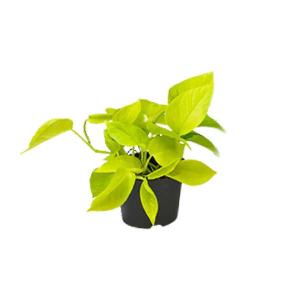 Epipremnum Golden Pothos - Ø12 - ↨15cm Everspring