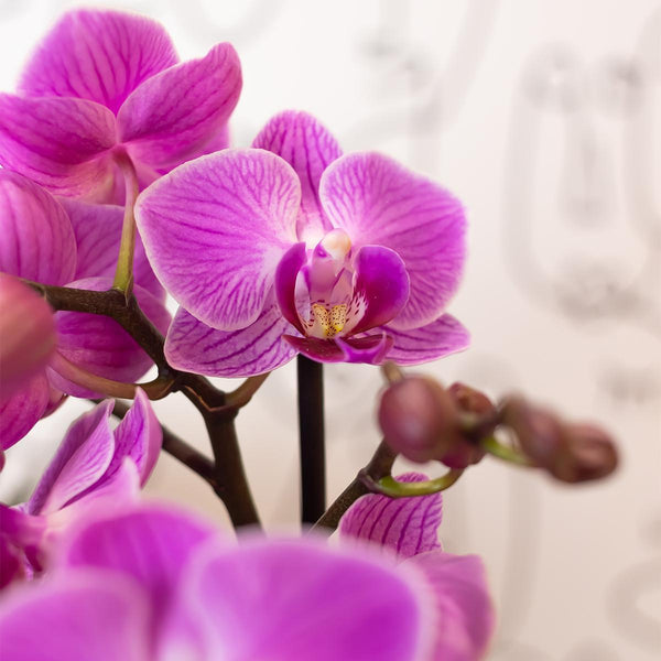 Orchidée Phalaenopsis rose violet - Mineral Vienna - Ø9cm - H30-35cm