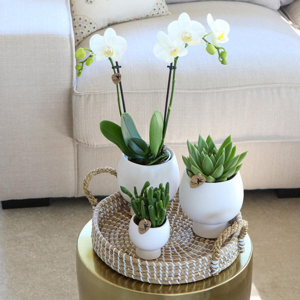 Composition Cadeau - Orchidée Phalaenopsis blanche Ø9cm - H35cm - Succulentes - Pots en céramique