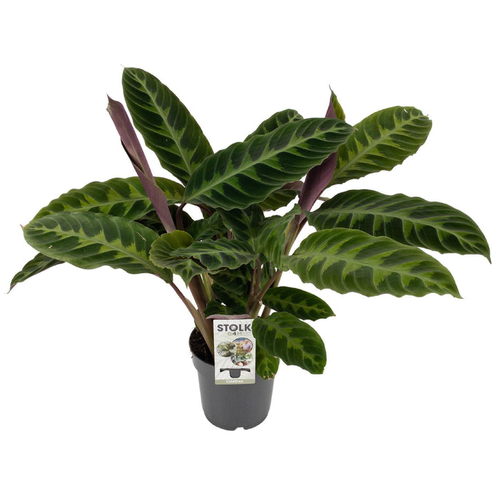 Calathea Warscewiczii - Ø14cm - ↕50cm Everspring