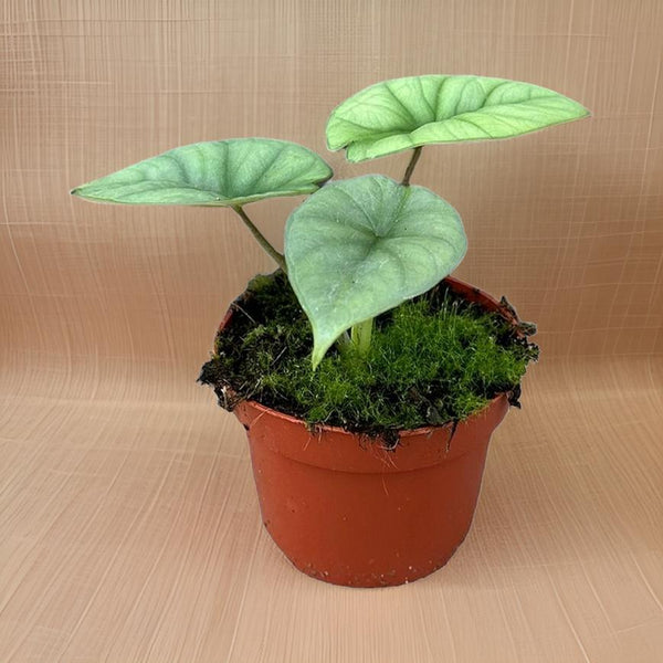 Alocasia Platinum - Ø10,5cm - ↕15cm Everspring