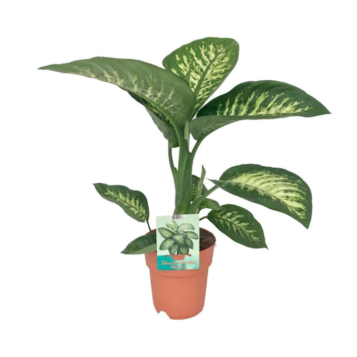 Dieffenbachia Seguine Tropic Snow - Ø19cm - ↕70cm Everspring