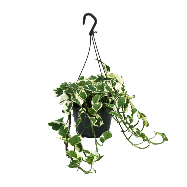 Scindapsus (Epipremnum) N’Joy - Ø15cm - ↕35cm Everspring