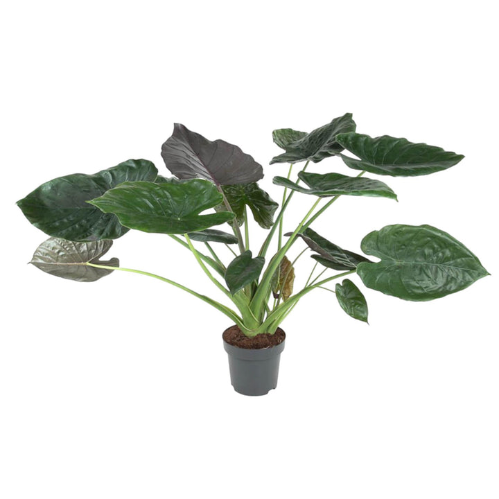 Alocasia Wentii - 120 cm - ø32 Everspring