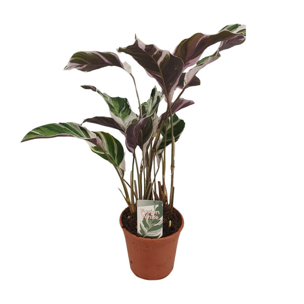 Calathea Fusion White Basic - Ø14cm - ↕40cm Everspring