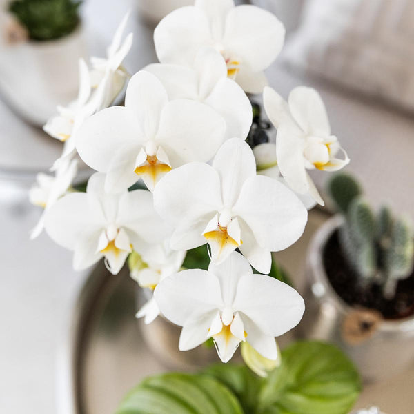 Orchidée Phalaenopsis blanche Ø9cm - 35cm - Amabilis  - Dans son pot en céramique argenté