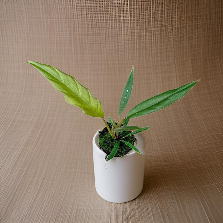 Philodendron Caramel Pluto - Ø10,5cm - ↕25cm Everspring